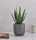 Artificial Aloe Vera