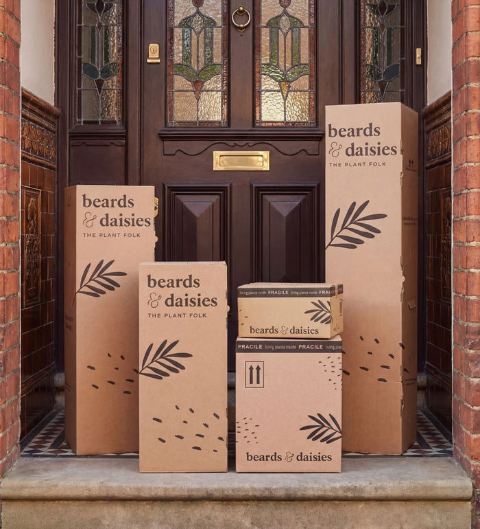 Artificial Calathea Bush