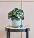 Artificial Watermelon Peperomia