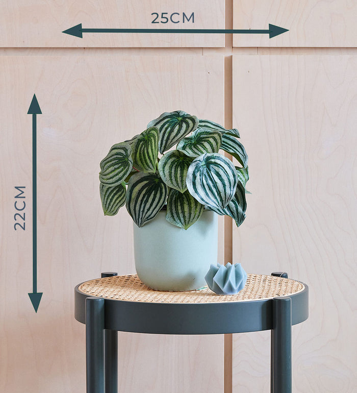 Artificial Watermelon Peperomia
