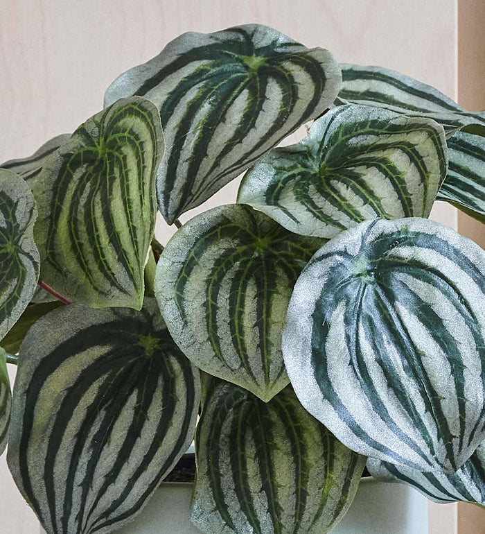 Artificial Watermelon Peperomia