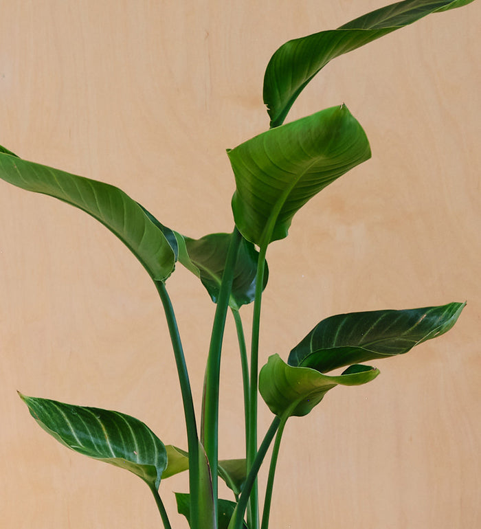 Bird of Paradise & Pot