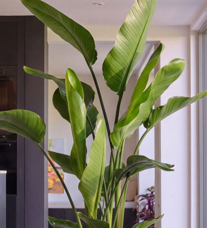 Close-up of Bird of Paradise large paddle-shaped leaves