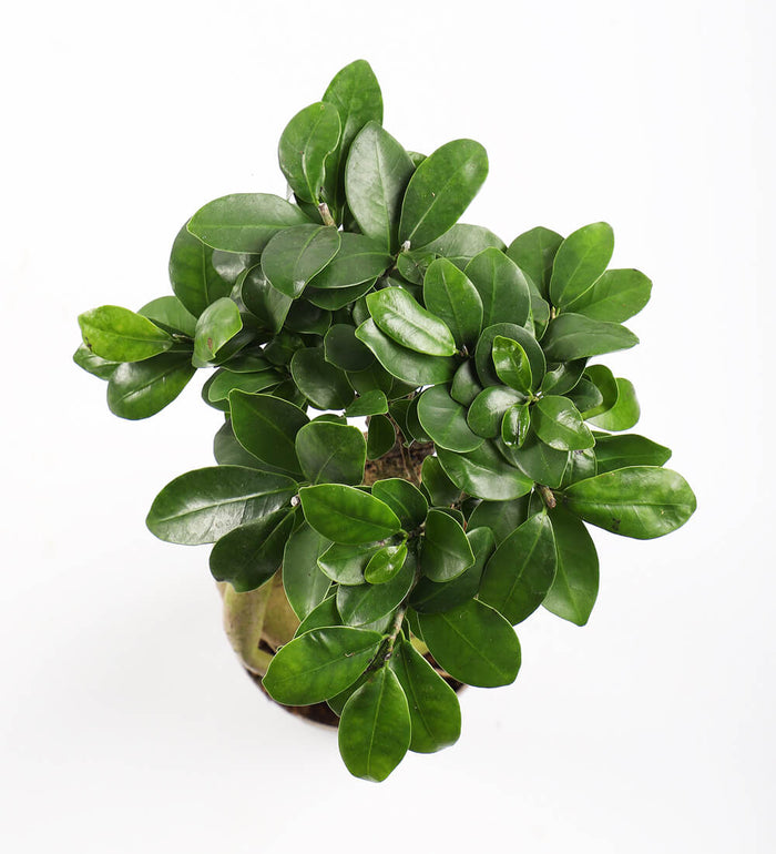 Bonsai Ficus Ginseng