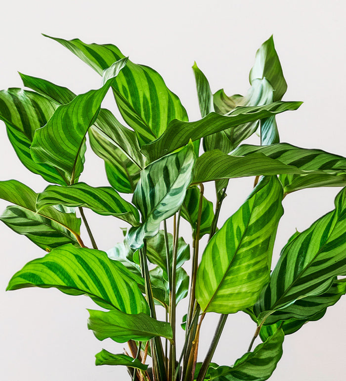 Calathea Freddie