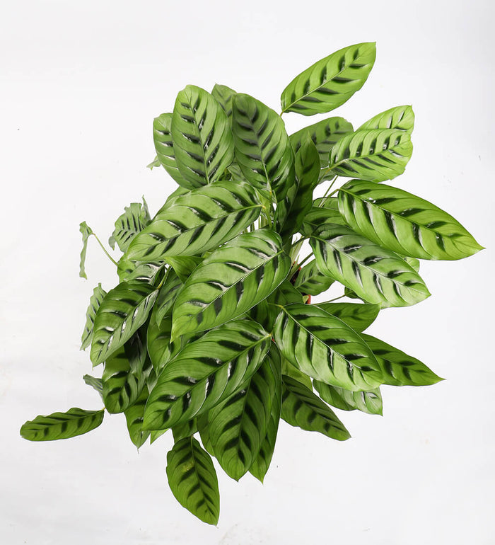 Calathea leopardina