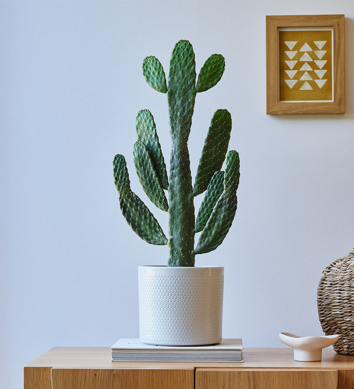 With Cool Grey Pot