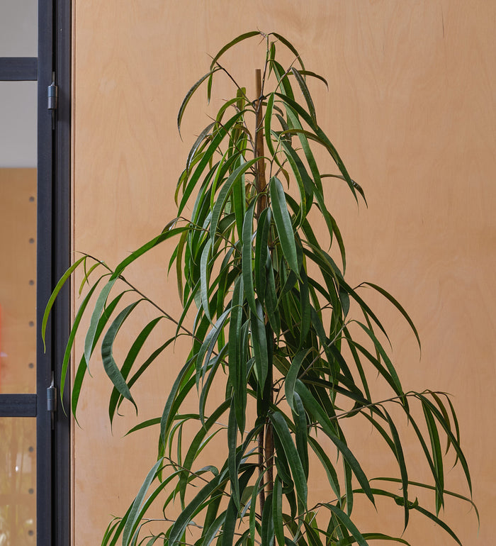 Ficus Amstel King