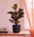 Fiddle Leaf Fig in Self-watering Pot