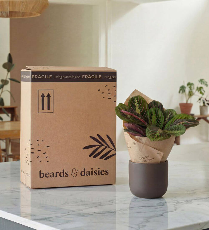 Kubo Cream Ceramic Planter