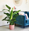 Large Bird of Paradise