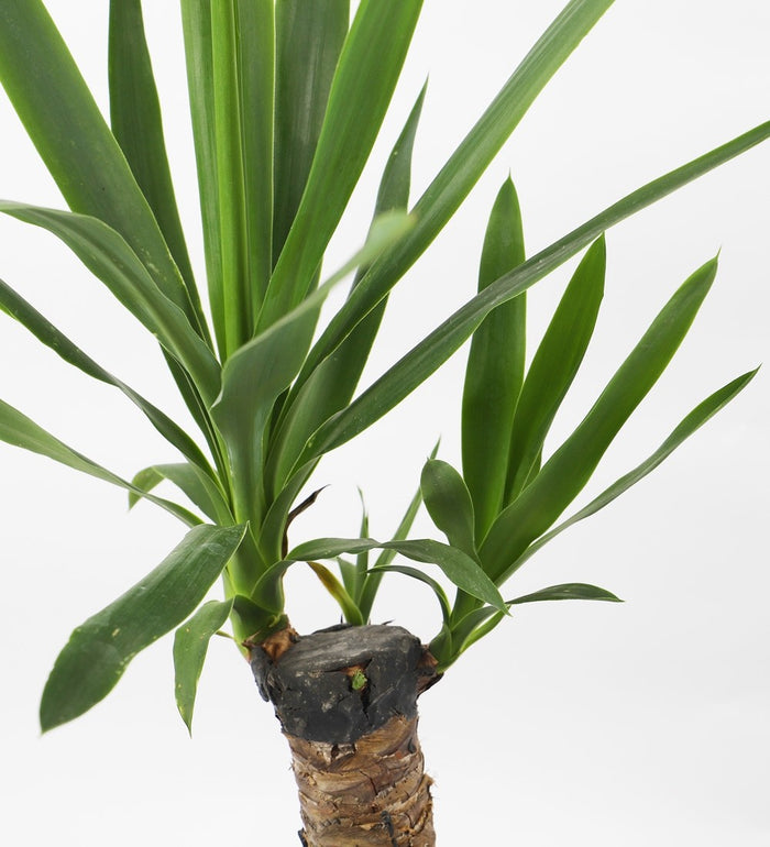 Large Yucca Plant