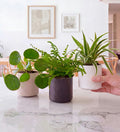 Mini Plant Starter Set