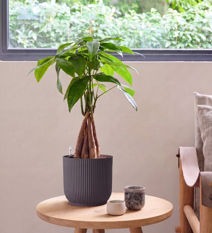 Money Tree in Self-watering Pot