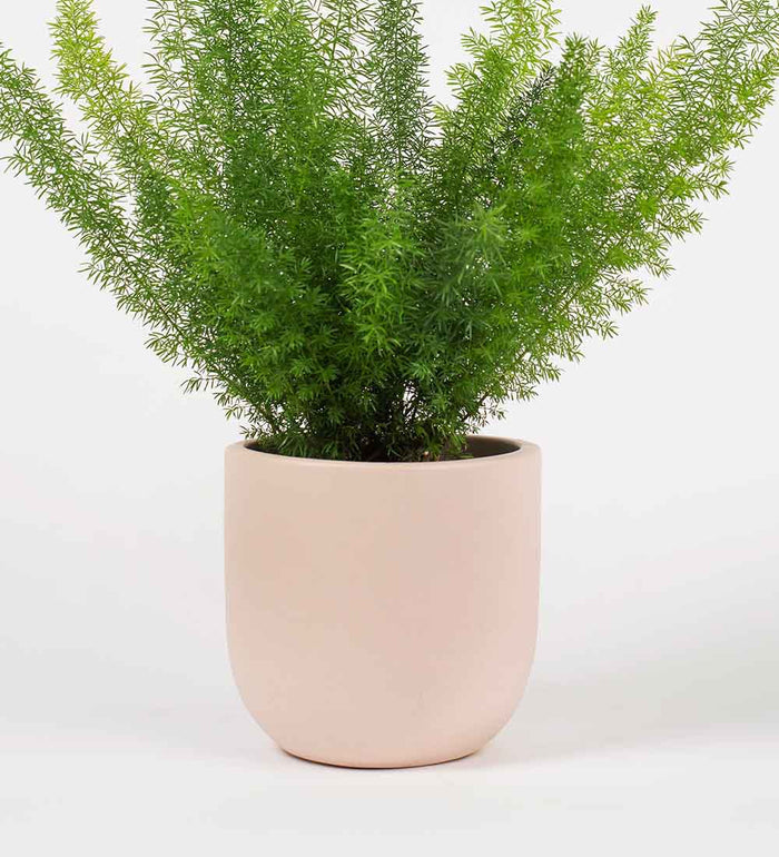 Pink Clay Earthenware Pot (14cm)