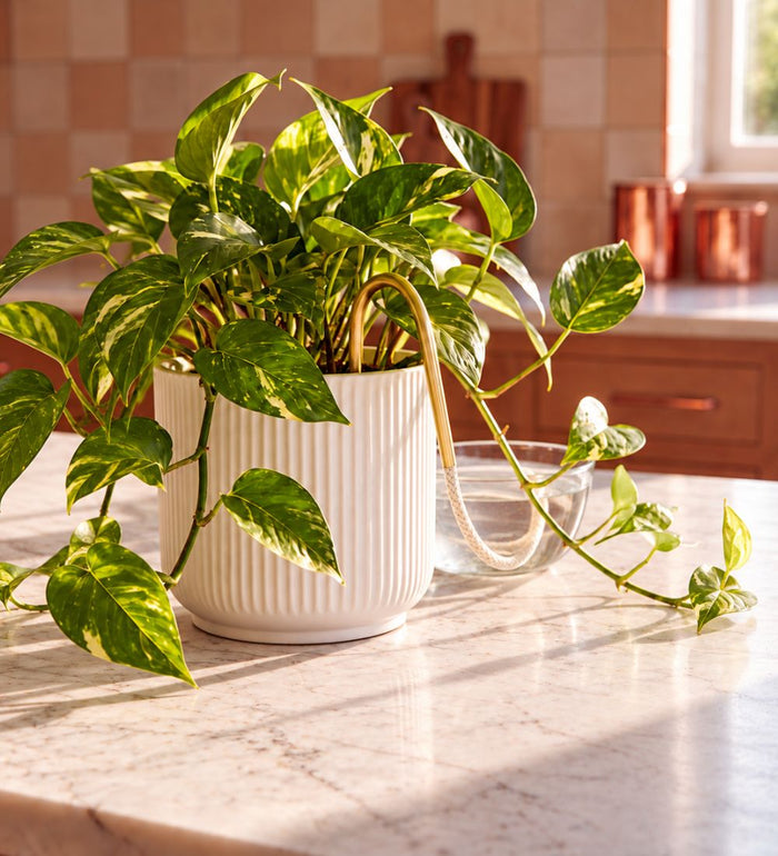 Plant Straw