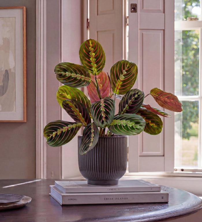 Prayer Plant in Ceramic Pot