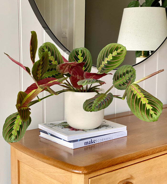 Prayer Plant in Ceramic Pot