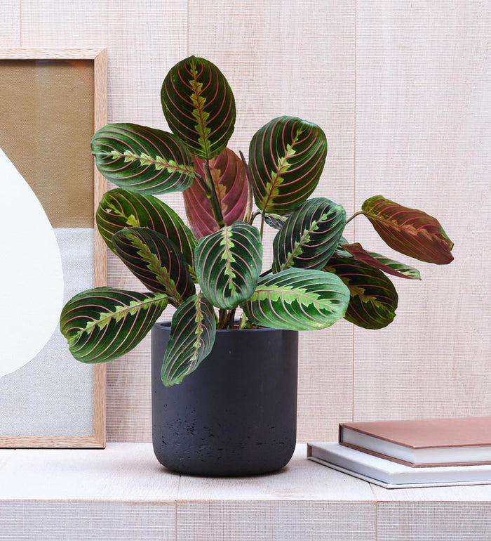 Prayer Plant & Pot