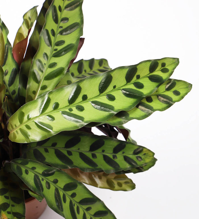 Rattlesnake Plant