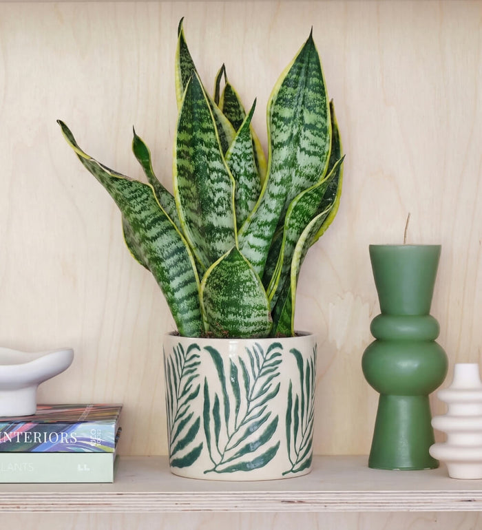 Snake Plant & Pot