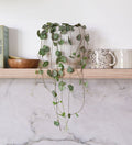 String Of Hearts & Pot