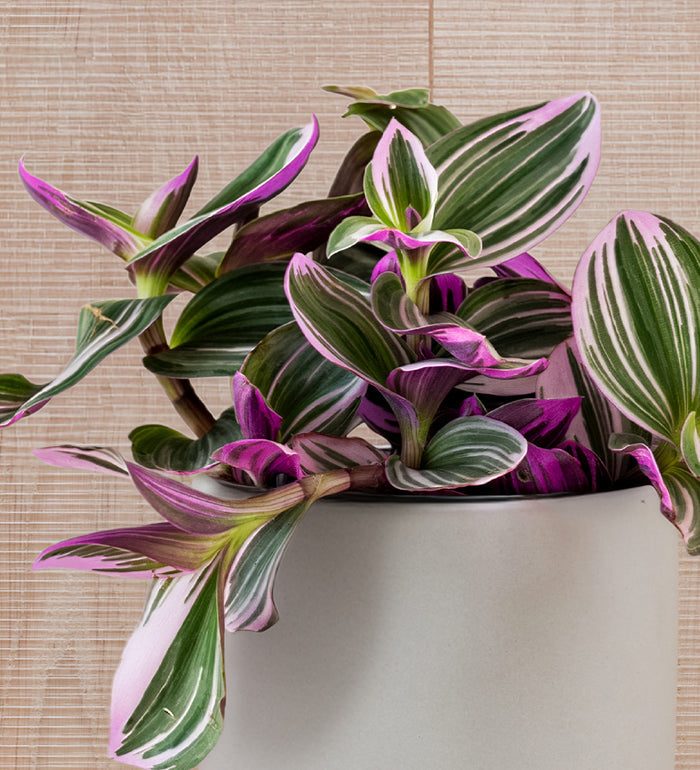 Tradescantia Nanouk & Pot