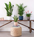 Bundle With Pots