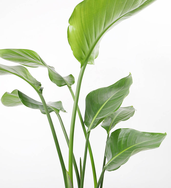 XL Bird of Paradise
