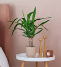 Yucca Plant & Pot