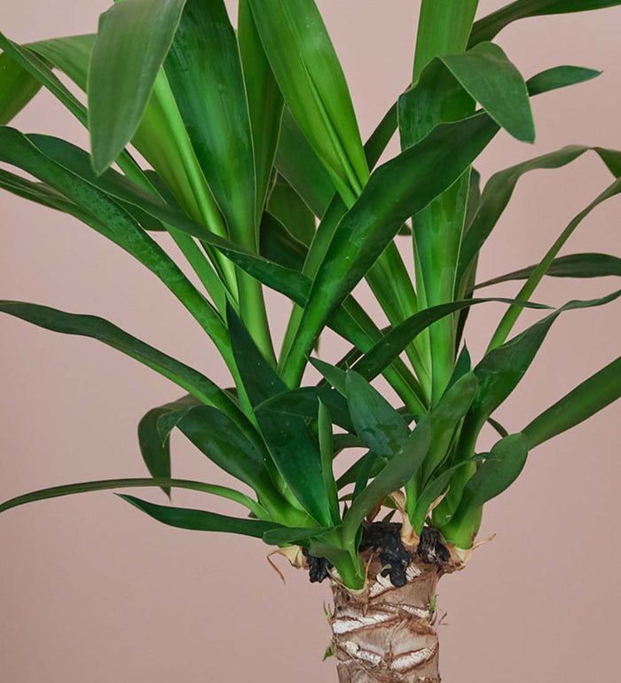Yucca Plant & Pot